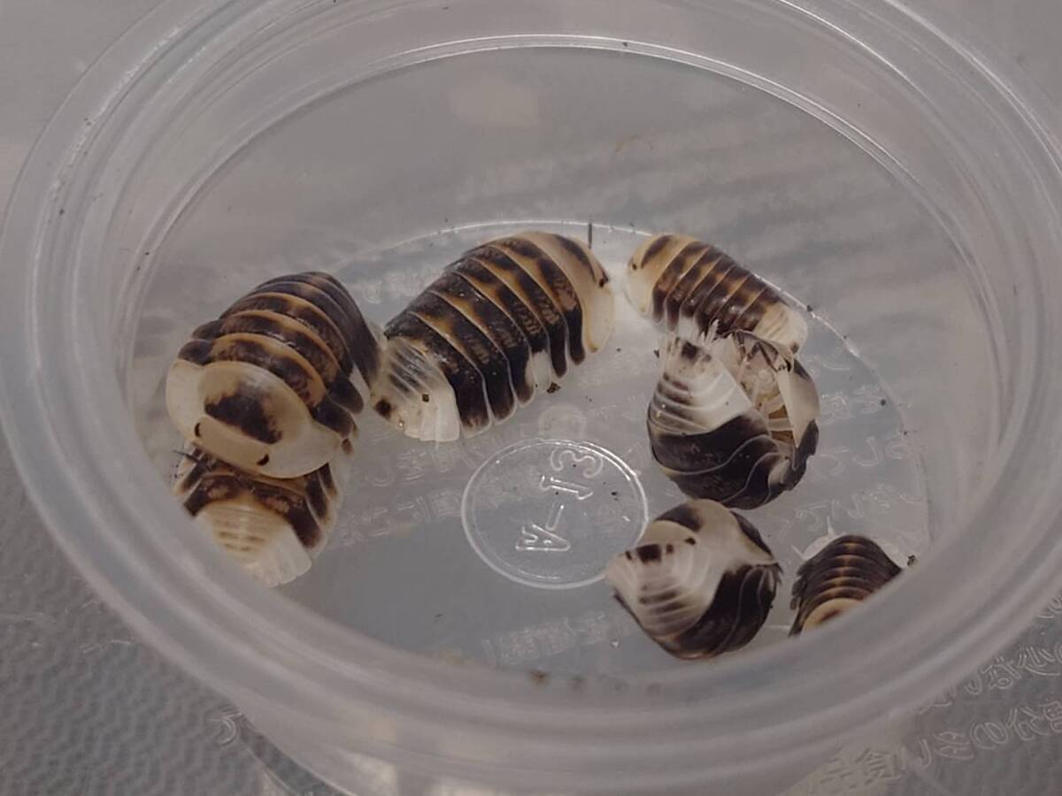 5匹+1匹 Cubaris sp. White Duckyダンゴムシ ワラジムシ⑯拍卖