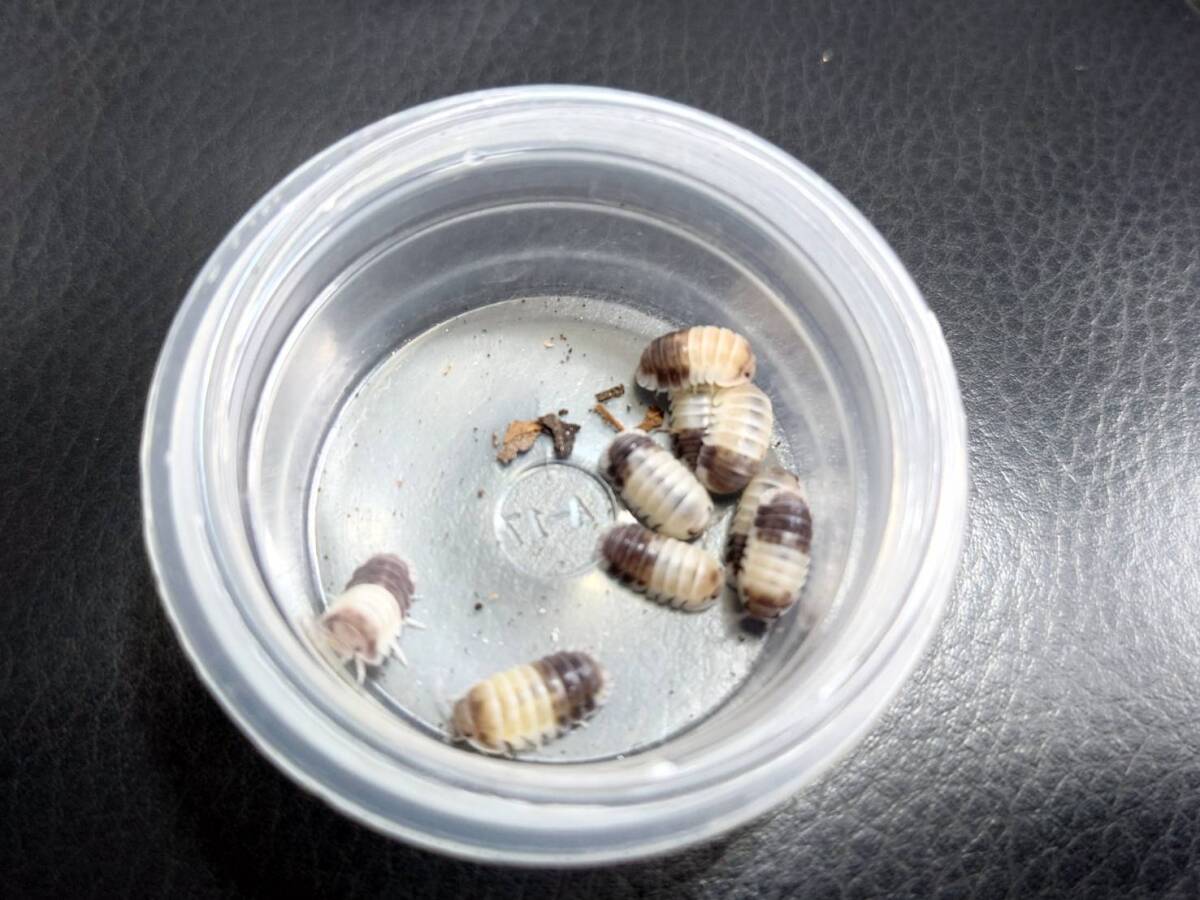 10匹セットCubaris sp. TapirダンゴムシワラジムシⅡ-②拍卖