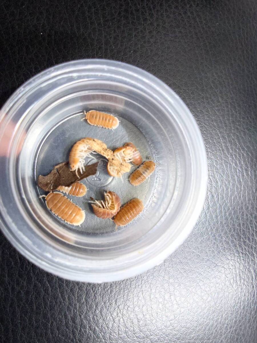 5匹+1匹Cubaris sp. 'Citrus'ダンゴムシワラジムシⅠ-⑫拍卖