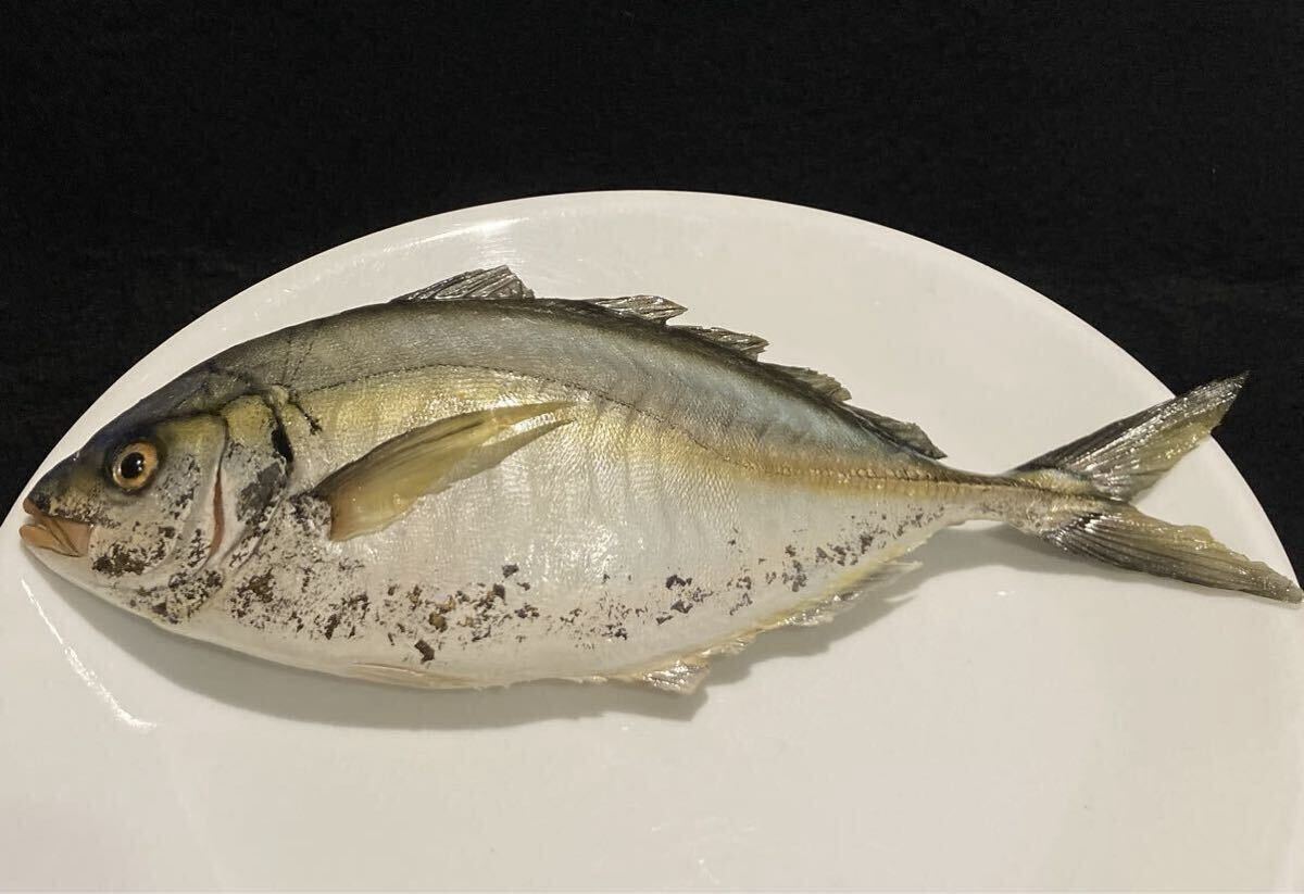 食品サンプル 鮮魚 シマアジ 縞鯵拍卖