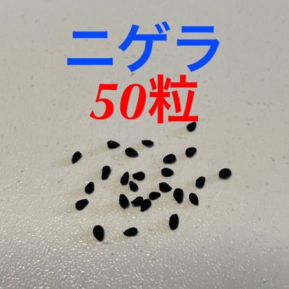 ニゲラの種 50粒 花色カラーミックス 秋蒔き 春咲き クロタネソウ拍卖
