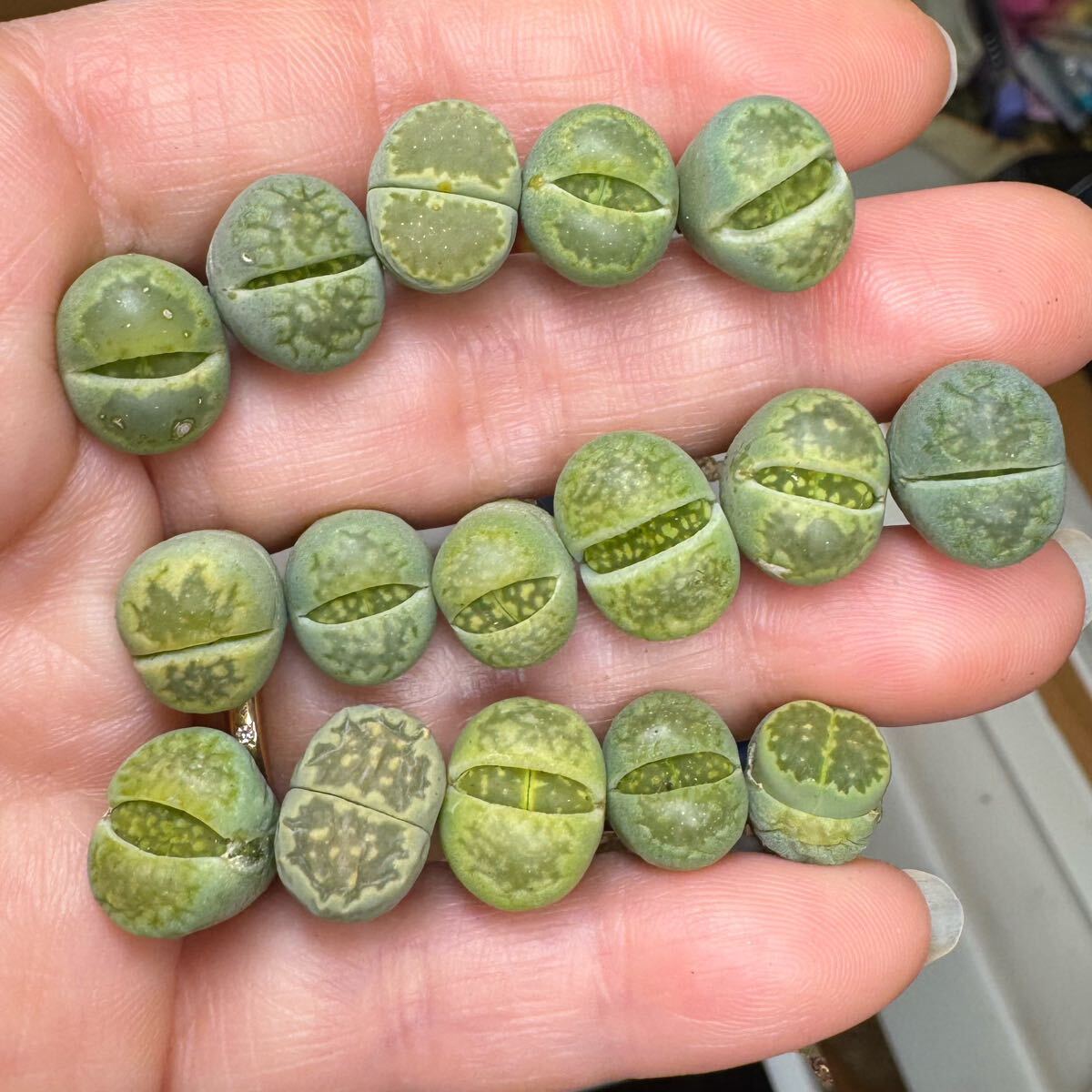 多肉植物 リトープス 緑福来玉 可愛い ランダム20苗拍卖