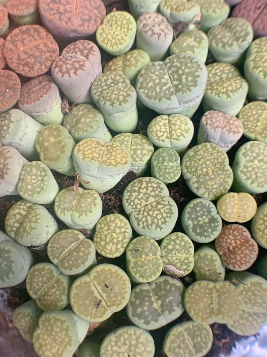 多肉植物 リトープス 緑福来玉 ランダム20苗 拍卖