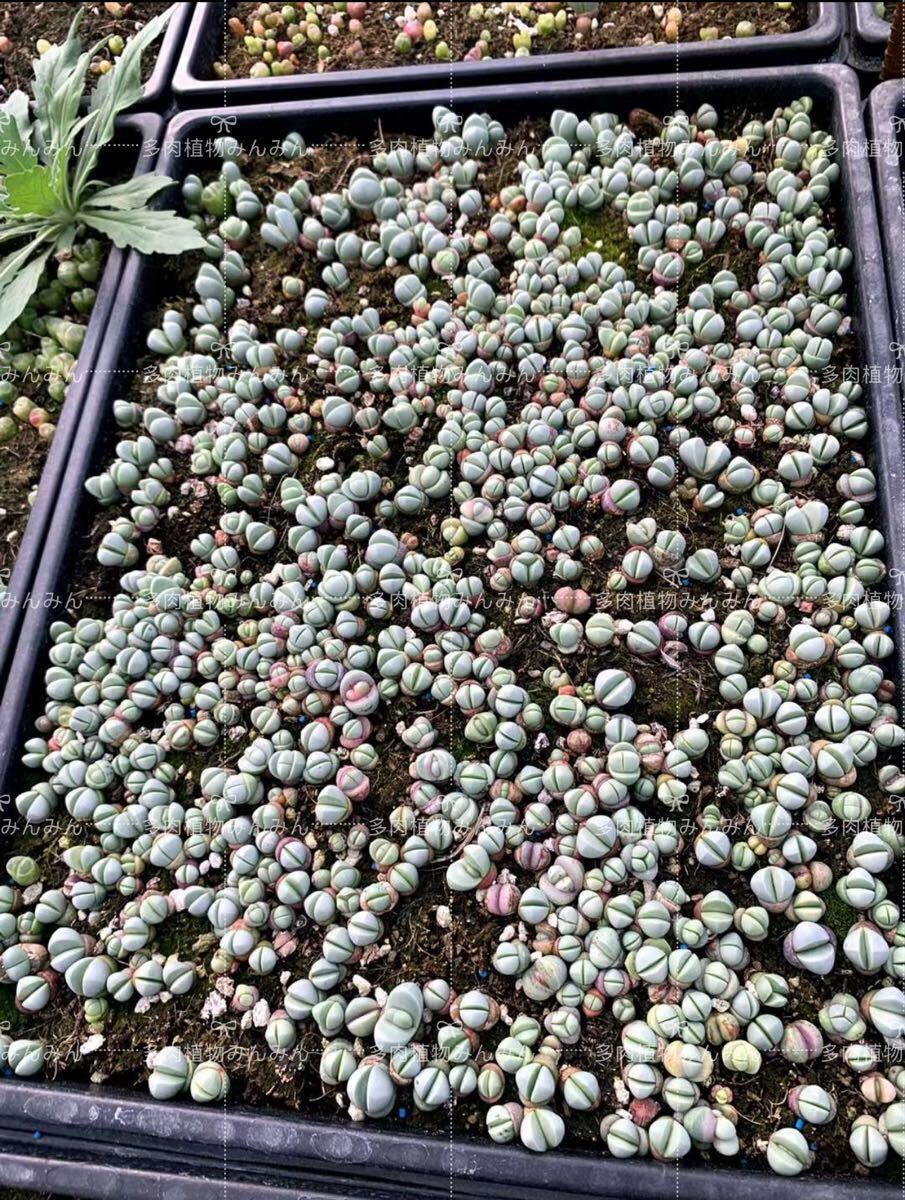 新入荷 希少 多肉植物 リトープス 金鈴玉 10苗 ランダム 抜き苗 小苗拍卖