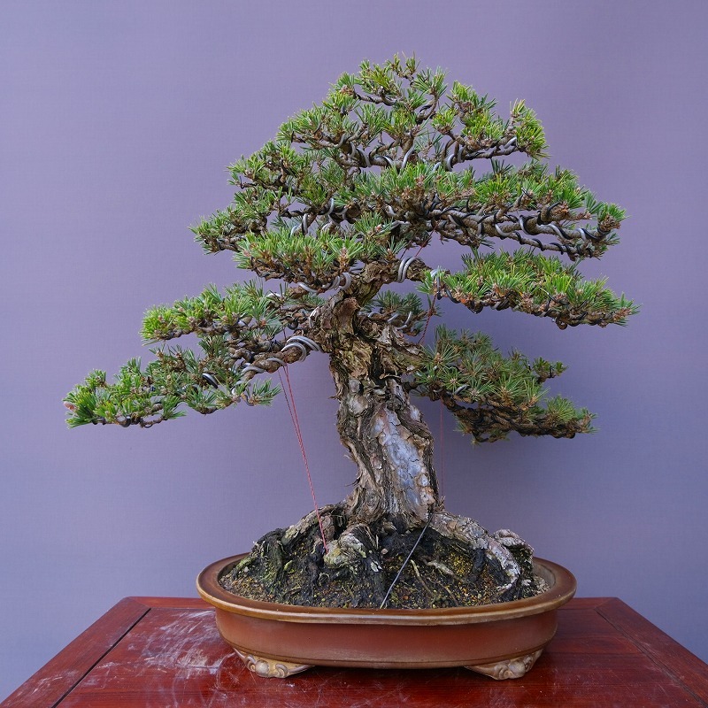 (株)一樹園 山採り寿松 大品盆栽/樹齢80年拍卖