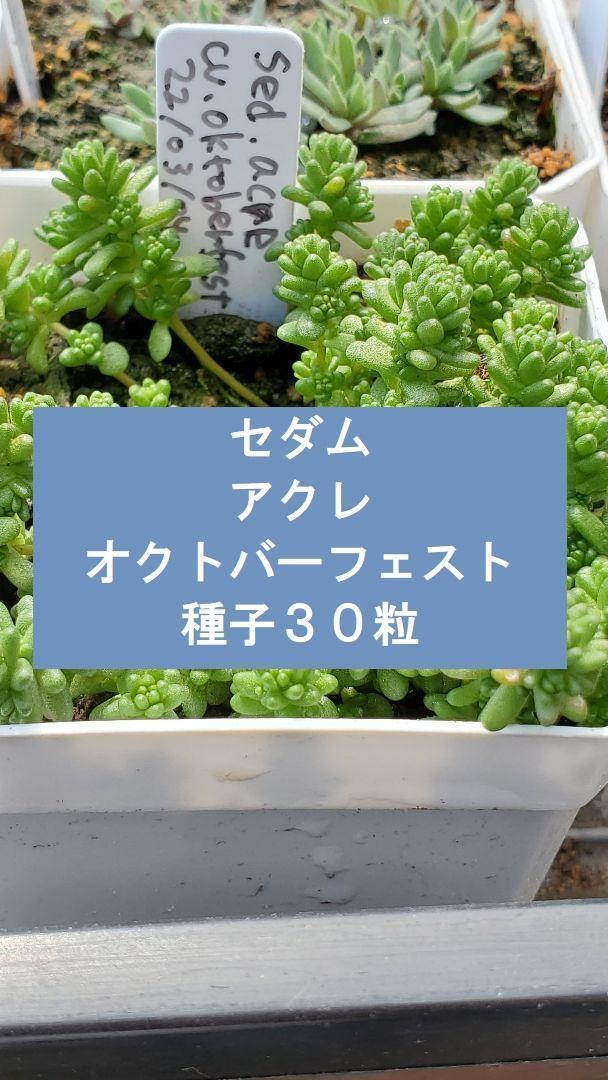 セダム アクレ cv.オクトバーフェスト(白花アクレ) 種子30粒拍卖