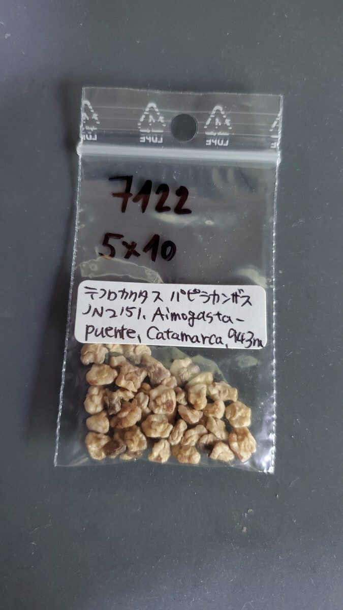 テフロカクタス アーティキュラータス v.パピラカンザス JN2151 種子5粒拍卖
