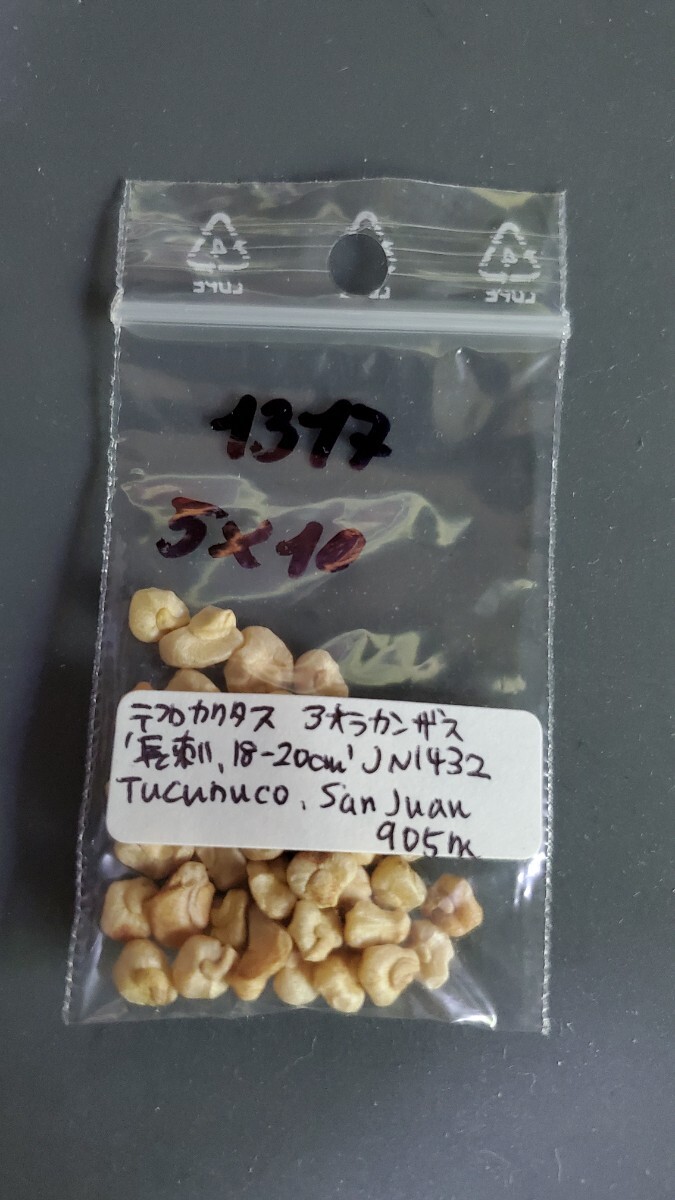 テフロカクタス アオラカンザス ‘長刺 18-20cm’ JN1432 種子5粒拍卖