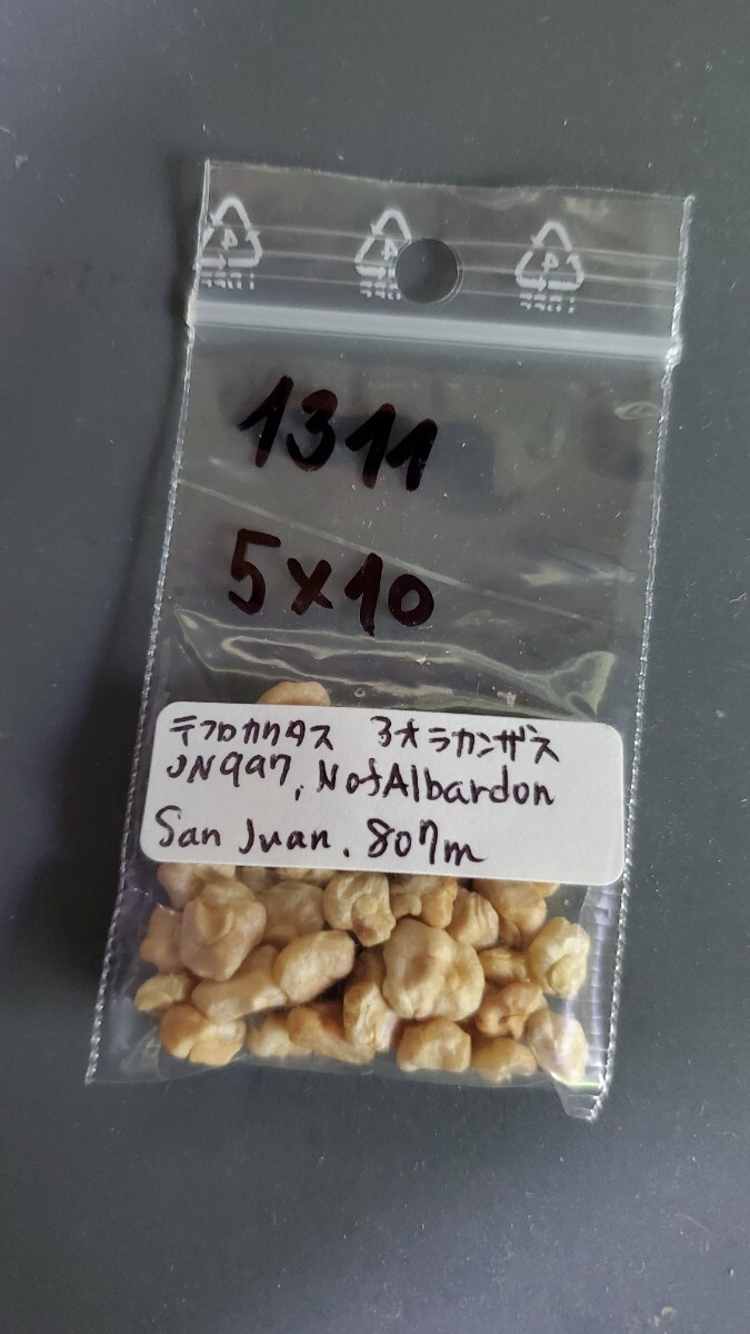 テフロカクタス アオラカンザス JN997 種子5粒拍卖