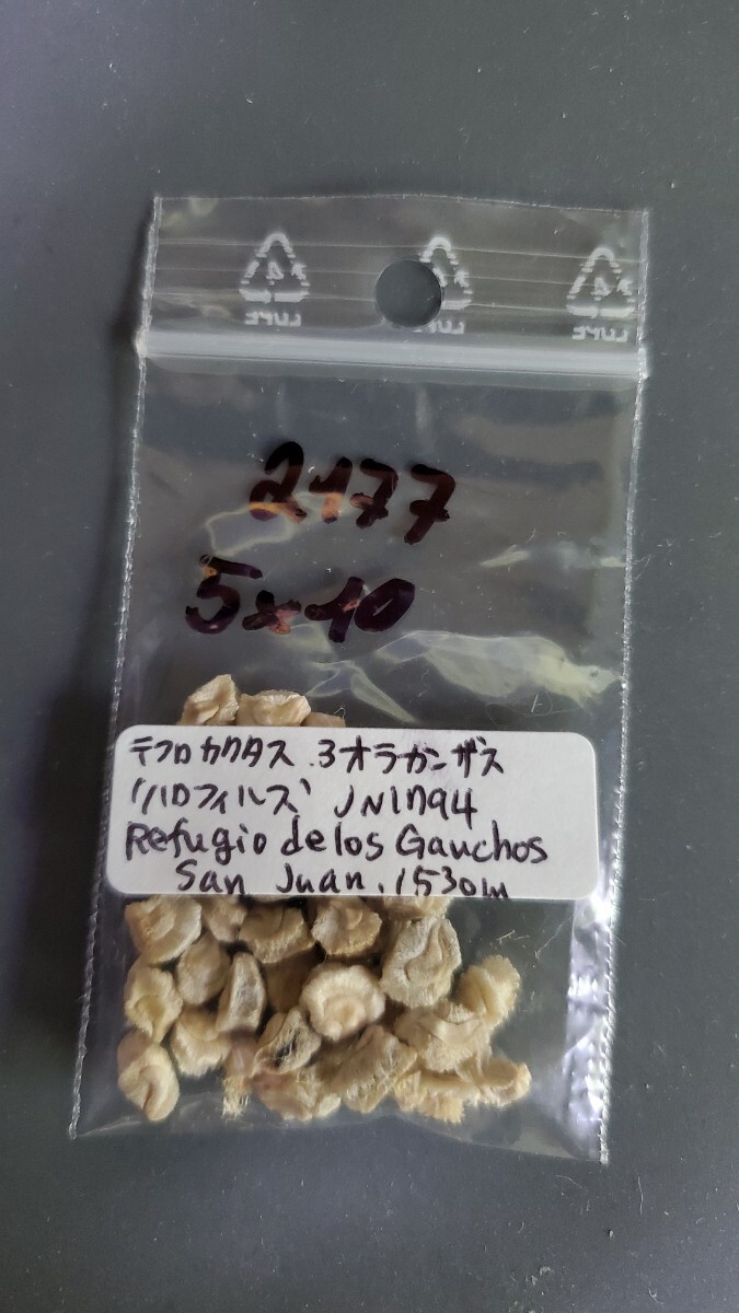 テフロカクタス アオラカンザス ‘ハロフィルス’ JN1794 種子5粒拍卖