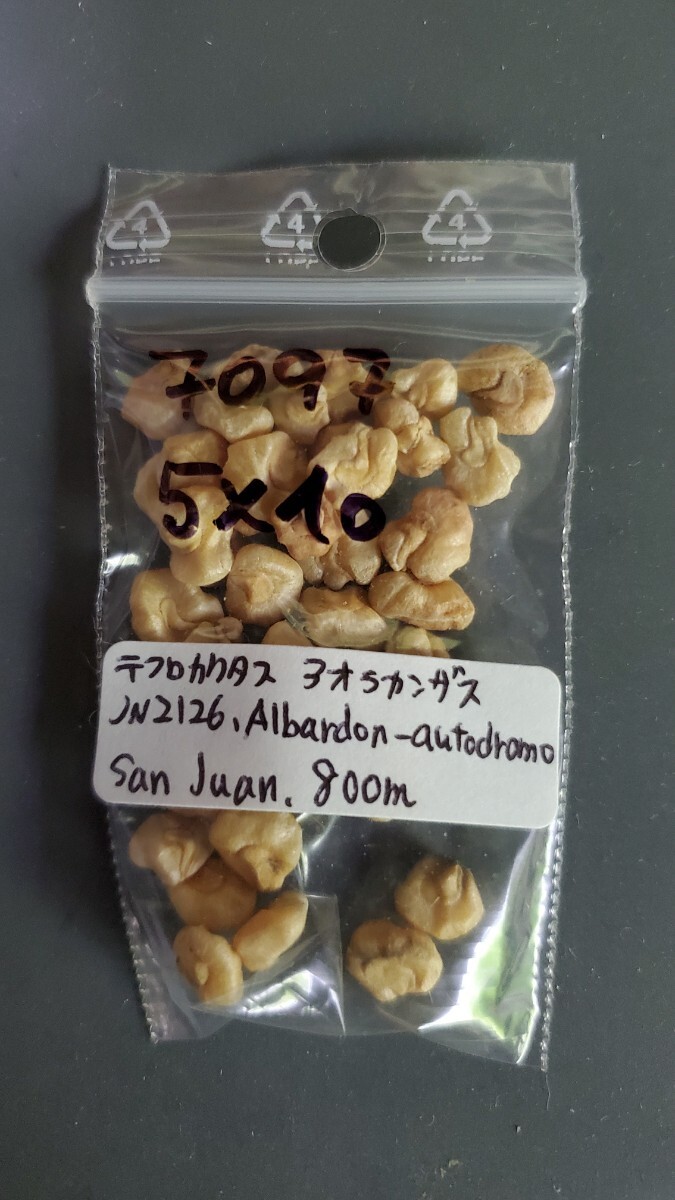 テフロカクタス アオラカンザス JN2126 種子5粒拍卖