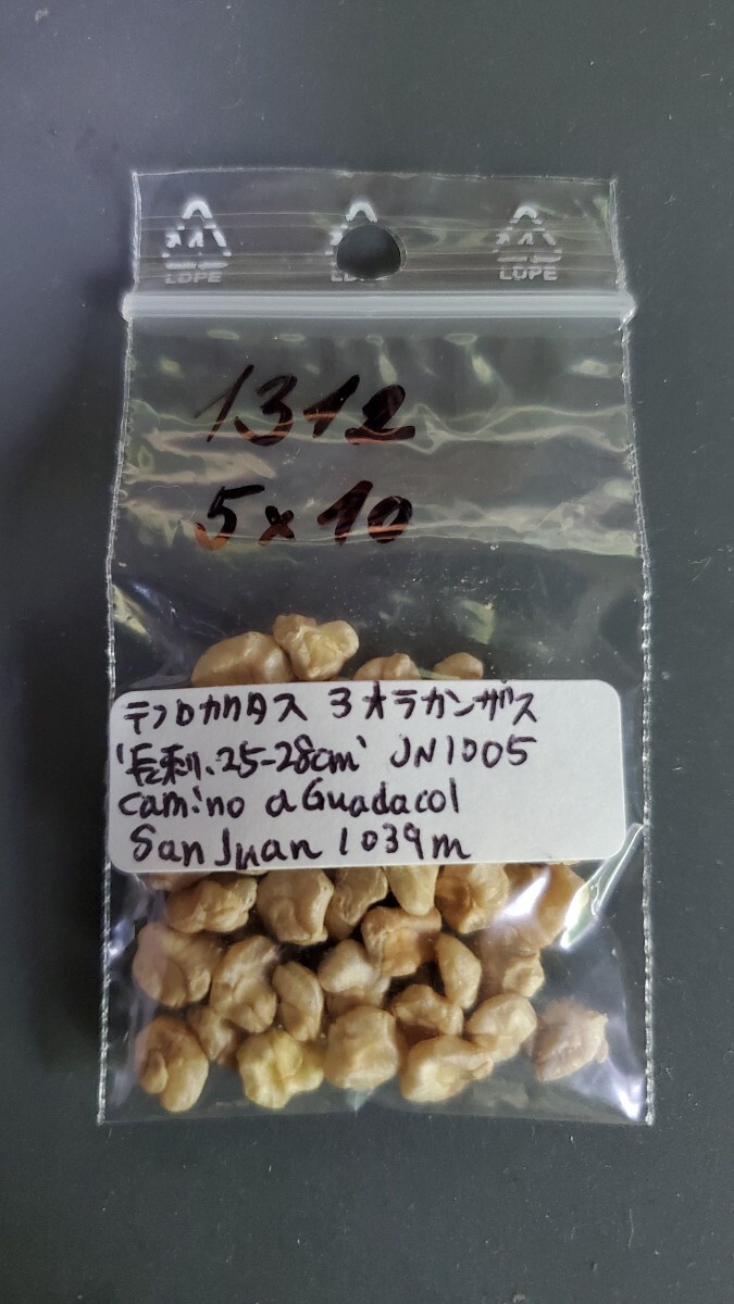 テフロカクタス アオラカンザス ‘長刺 25-28cm’ JN1005 種子5粒拍卖