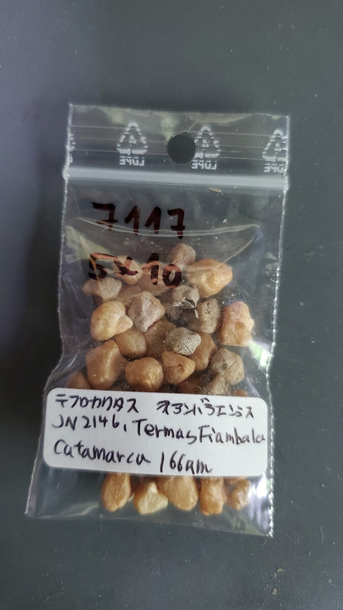 テフロカクタス フィアンバラエンシス JN2146 種子5粒拍卖