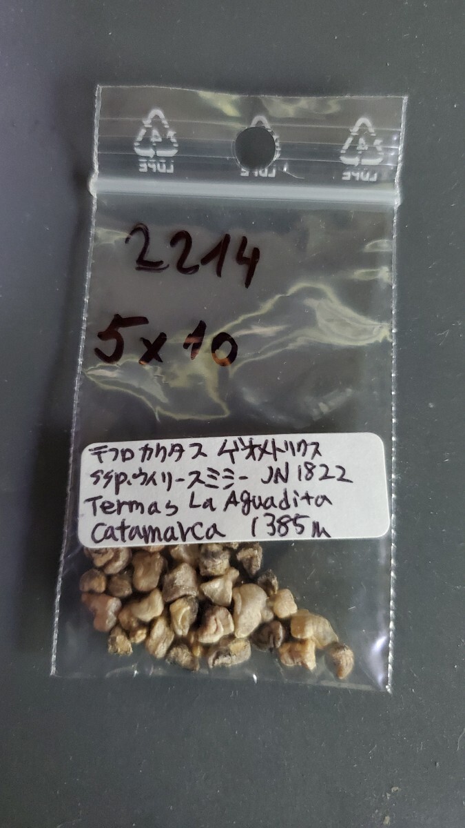 テフロカクタス ゲオメトリクス ssp.ウィリー-スミシー JN1822 種子5粒拍卖