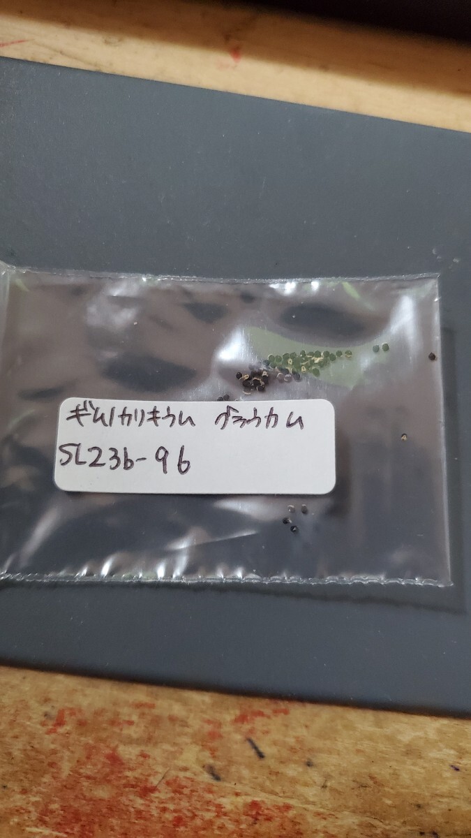 ギムノカリキウム グラウカム SL23b-96  種子 15粒拍卖
