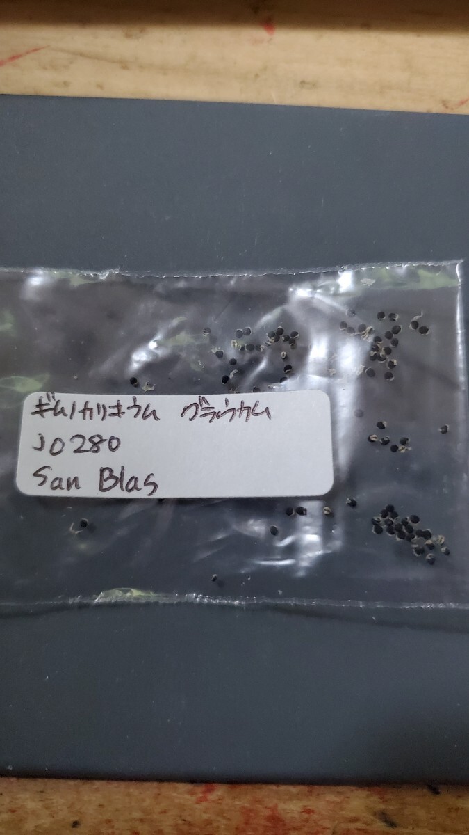 ギムノカリキウム グラウカム JO280  種子 15粒拍卖