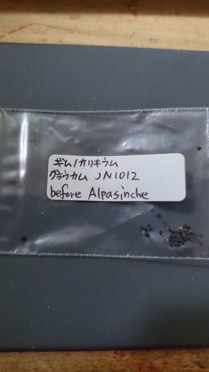 ギムノカリキウム グラウカム JN1012  種子 15粒拍卖