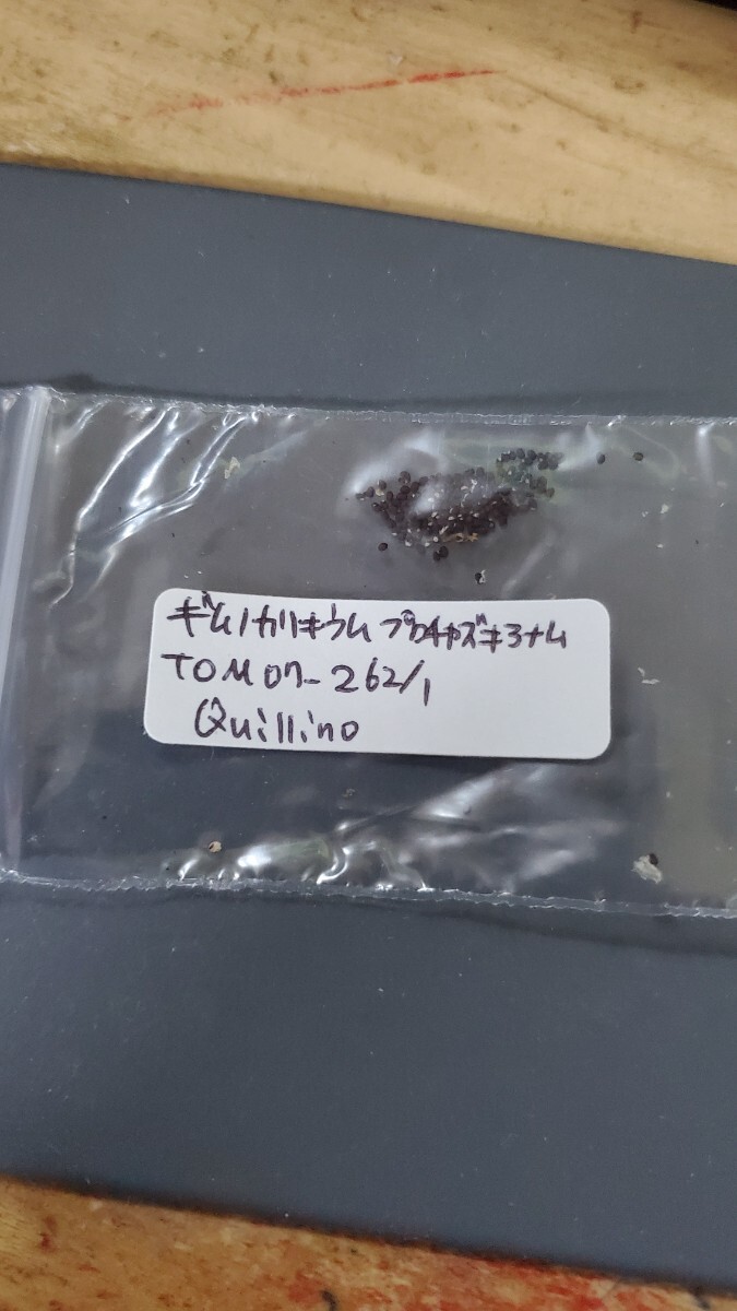 ギムノカリキウム プロチャズキアナム TOM07-262/1  種子 15粒拍卖