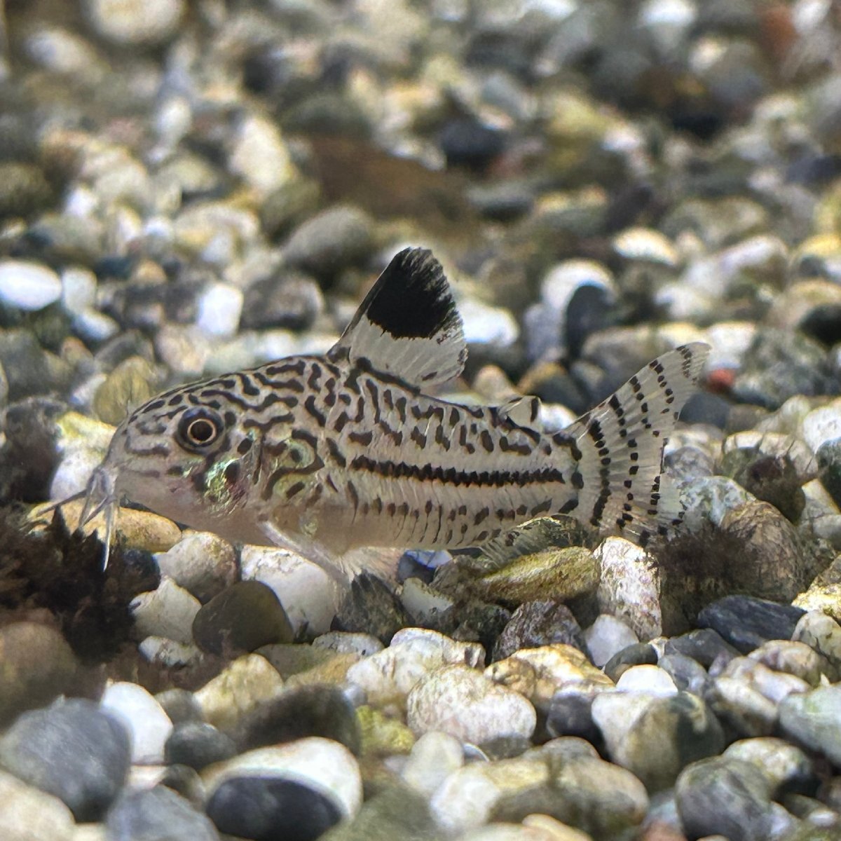 熱帯魚 コリドラス・ジュリー 5匹 ※雄雌のご指定不可 生体 メンテナンスフィッシュ拍卖