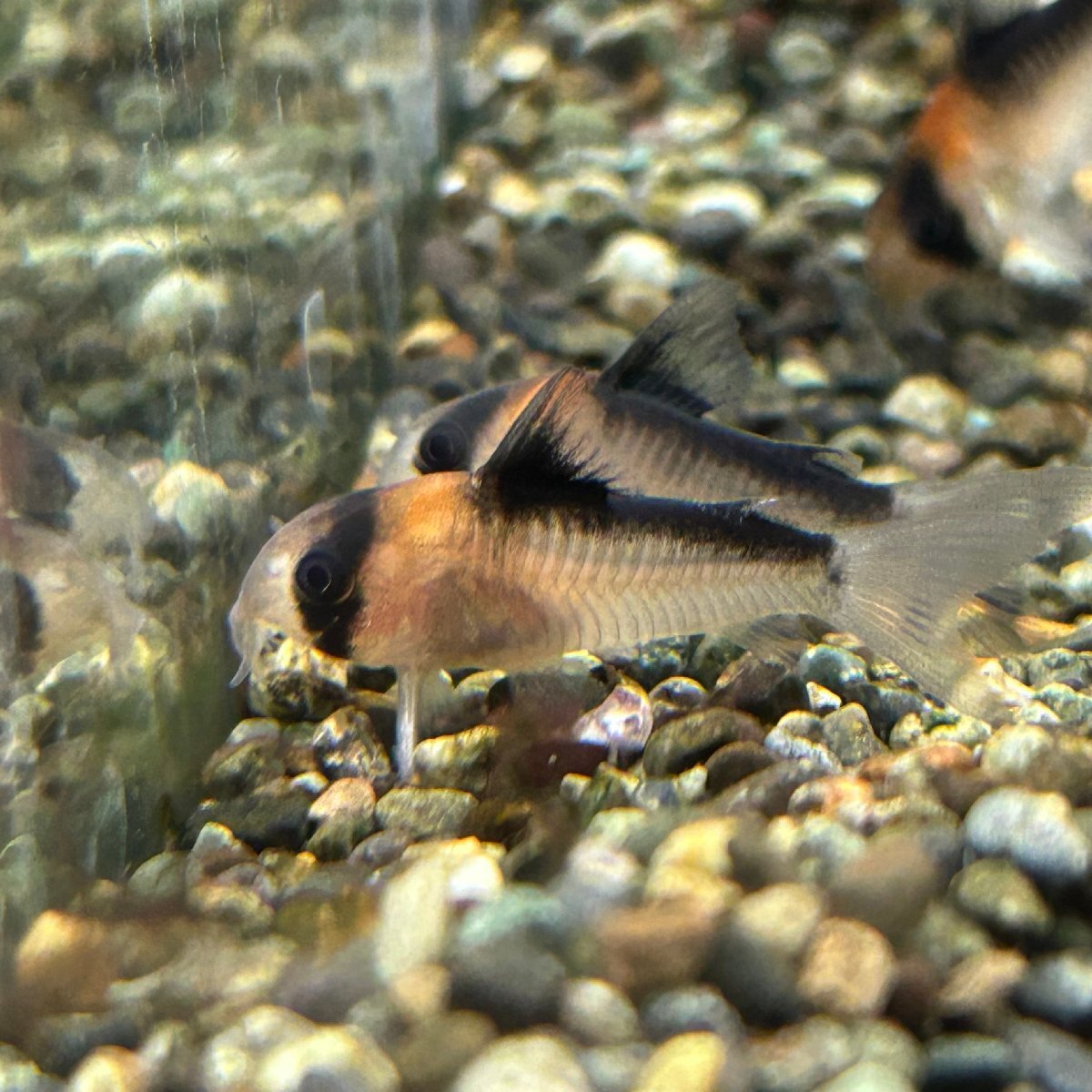 熱帯魚 コリドラス・アドルフォイ 1匹 ※雄雌のご指定不可 生体拍卖