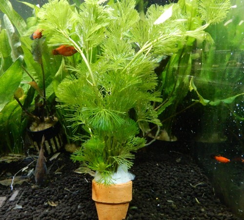 水草 カボンバ(カモンバ) ミニ素焼き鉢入り 1個 金魚藻 金魚やメダカ水槽に最適拍卖