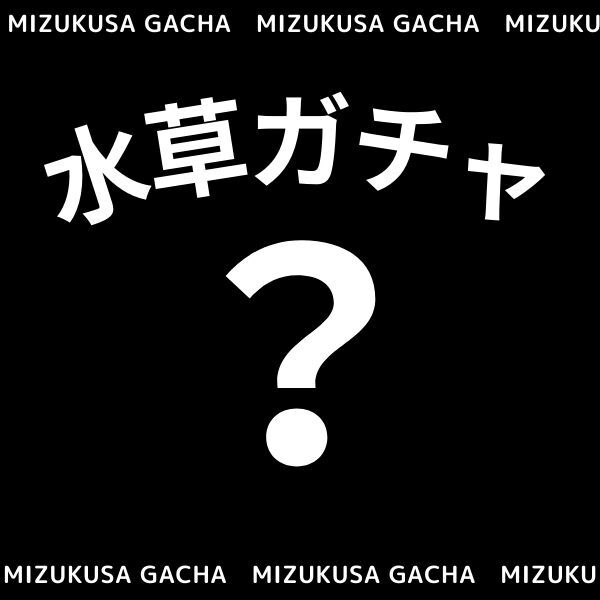 水草 ブセファランドラガチャ 品種はお店におまかせ POT入り ポット入り 水草ガチャ 陰性 活着 品種のご指定不可拍卖