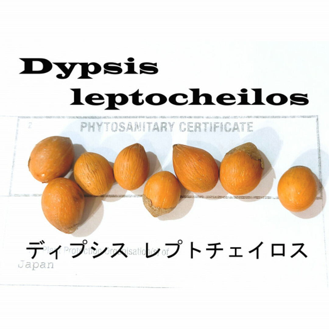 1月入荷 1粒 ディプシス レプトチェイロス テディベアパーム 種子 種拍卖