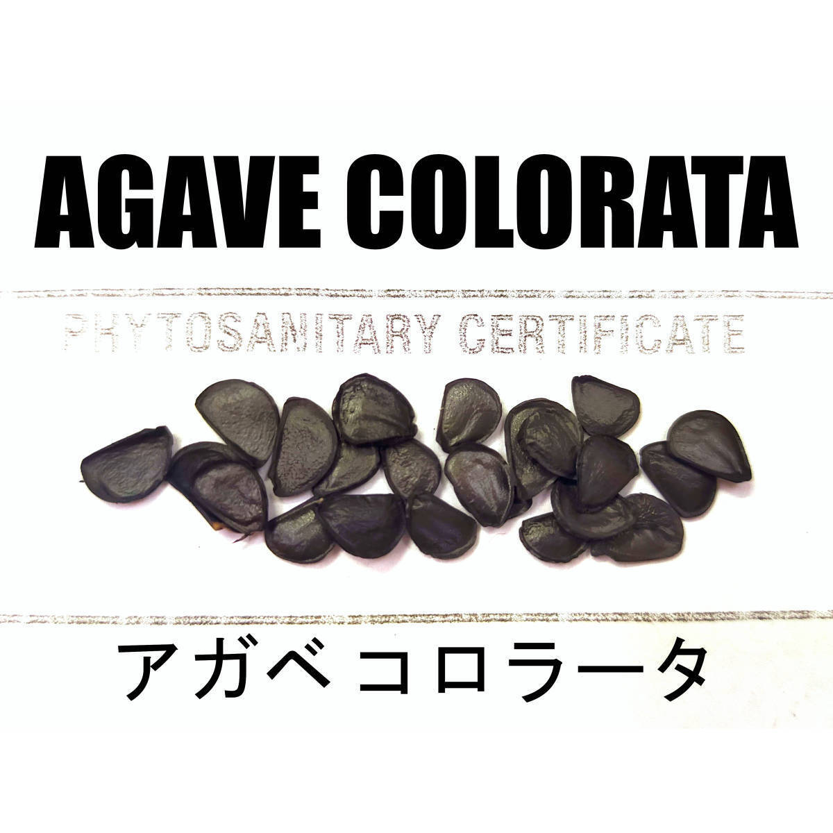 1月入荷 50粒+ アガベ コロラータ 種 種子 colorata拍卖