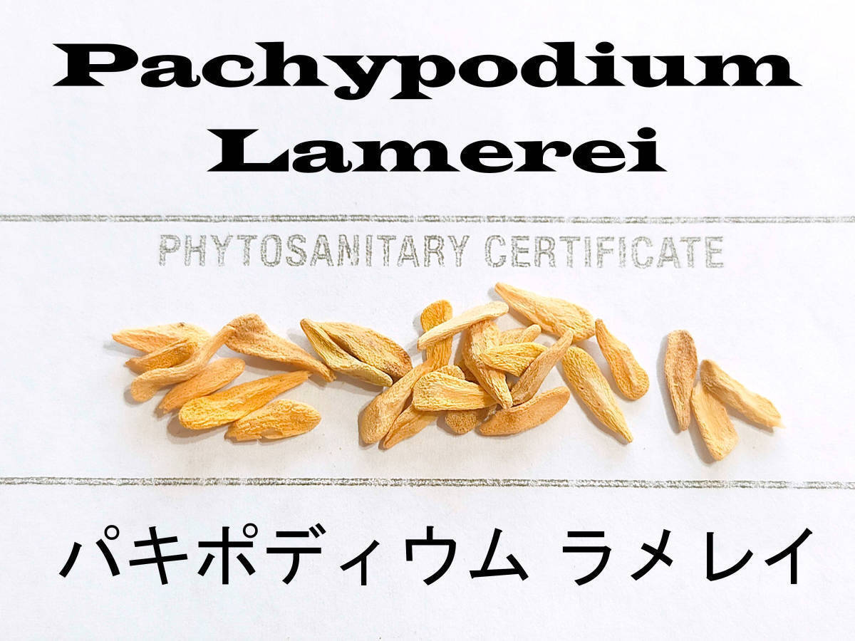 3月入荷 200粒+ パキポディウム ラメリー ラメレイ 種子 種 証明書拍卖