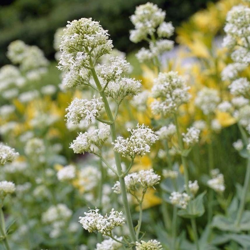 【花の種】紅鹿の子草 スノークラウド セントランサス・ルブラ 30粒拍卖