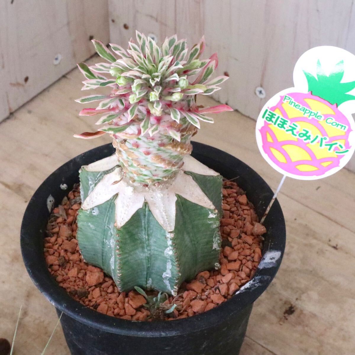 希少 斑入り ほほえみパイン ユーフォルビア拍卖