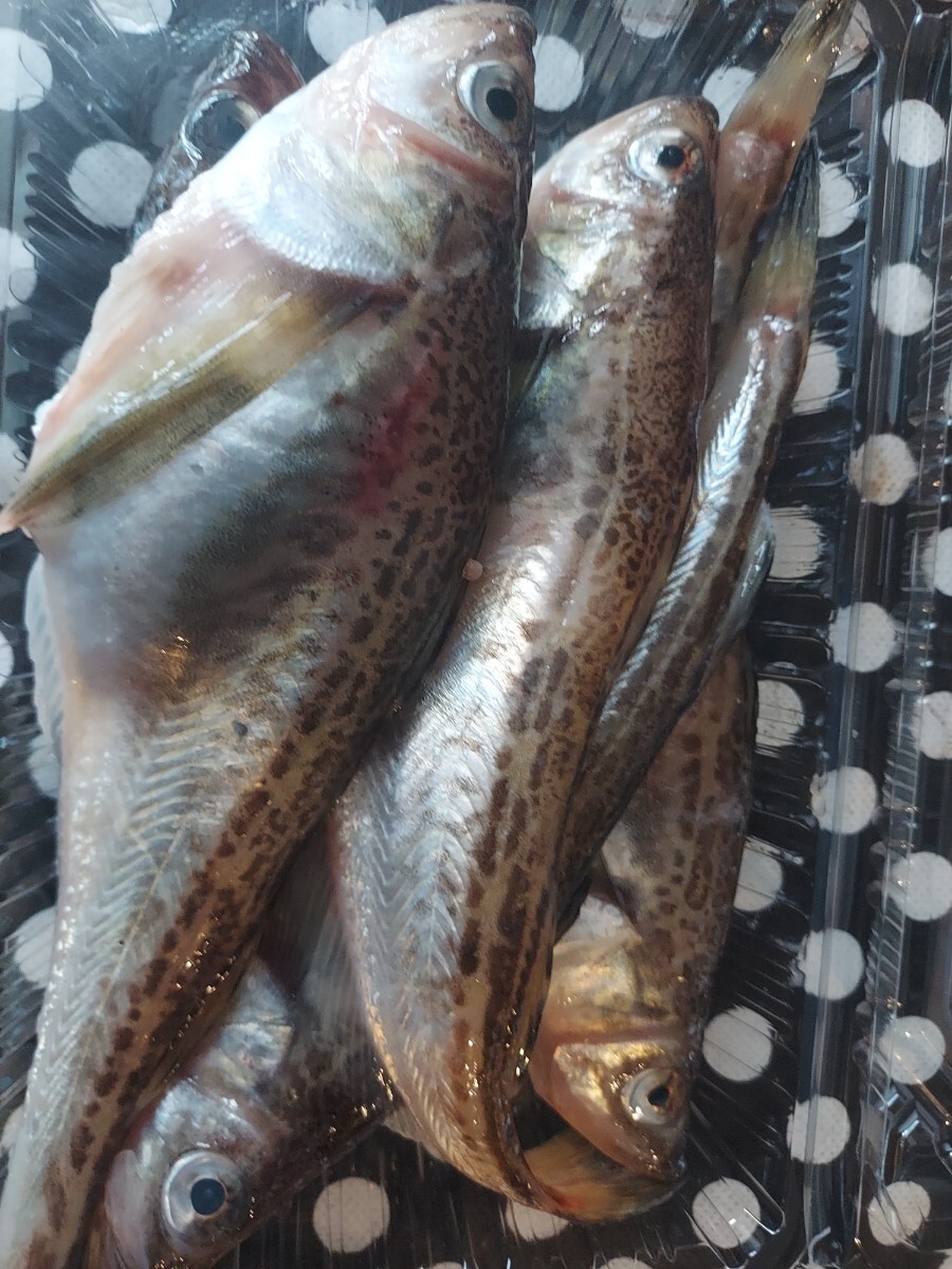 巨大子持ちハタハタ200g位1匹1400円即決拍卖