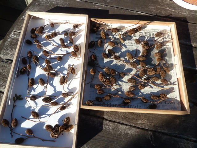 ◎リース 素材 ヤシャブシ 枝付き♪ 100個 ヒゲ付ヤシャブシ拍卖