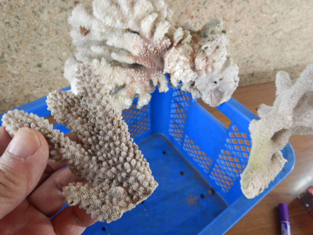 サンゴ まとめて 35X28H20CM 他 121301 大体5KG 昭和レトロ拍卖