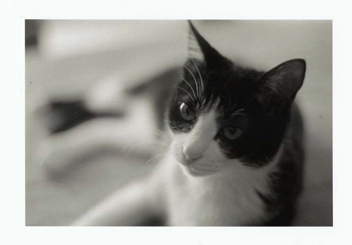 カマウチ ヒデキ (鎌内秀樹) Hideki Kamauchi "夏生さん家の猫 #21" ゼラチンシルバープリント 直筆サイン拍卖