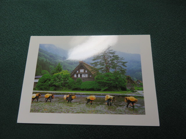 絵はがき(田植え祭り)The World Heritage Shirakawa-Go拍卖