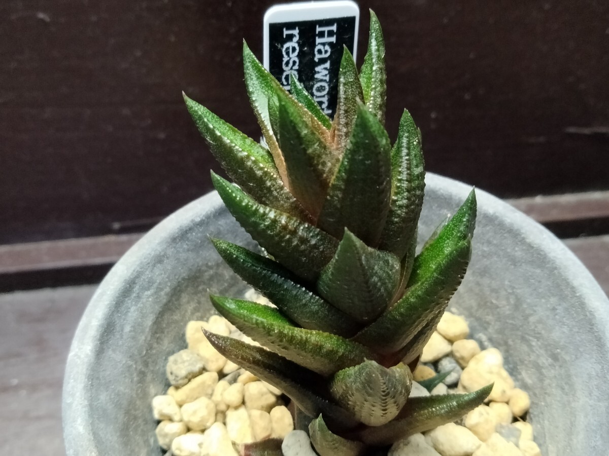 【即決】'Haworthia resendiana 'レセンディアナ ' 【送料無料】拍卖