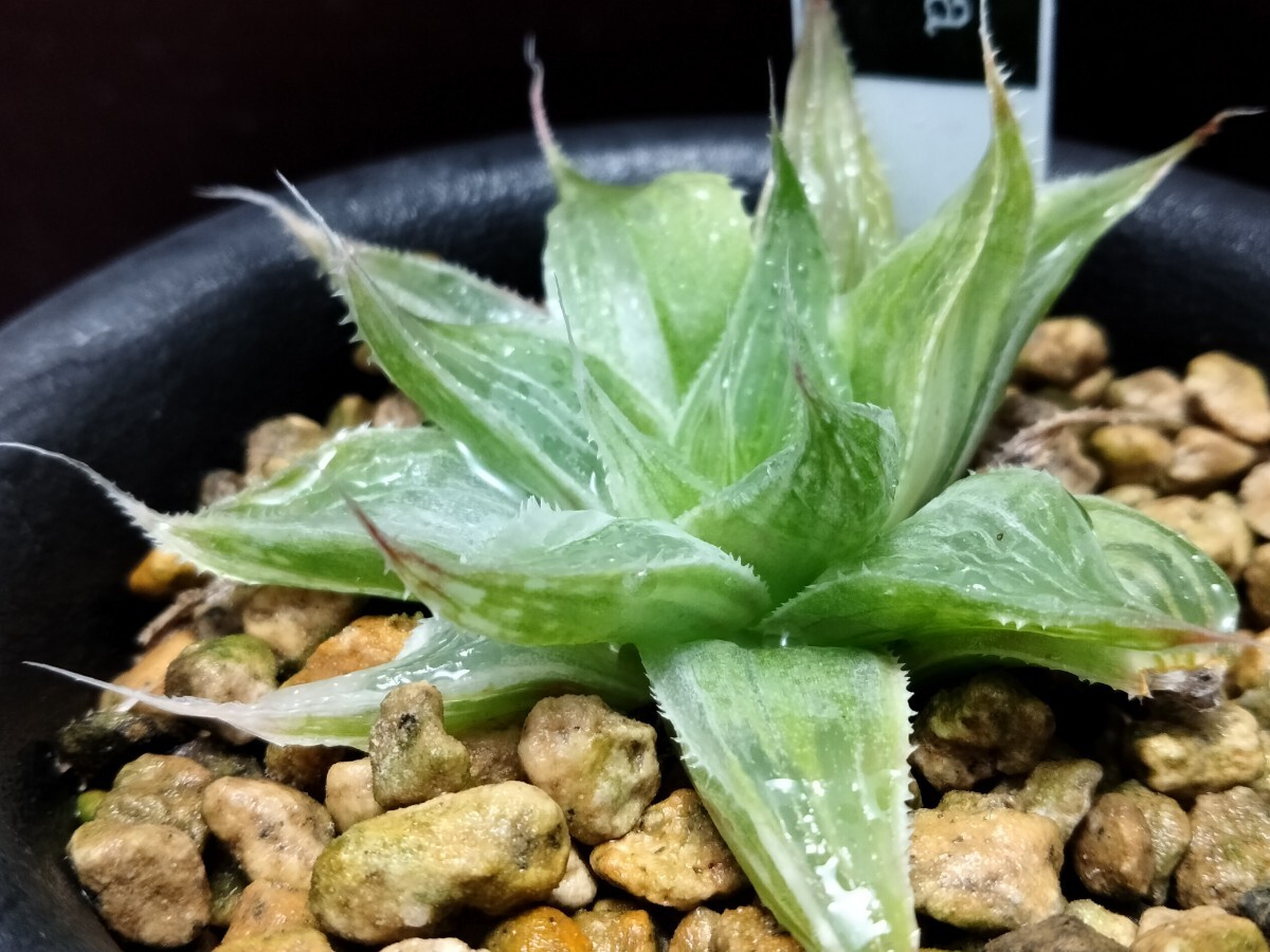【即決】'Haworthia ' 祝宴錦' 【送料無料】拍卖