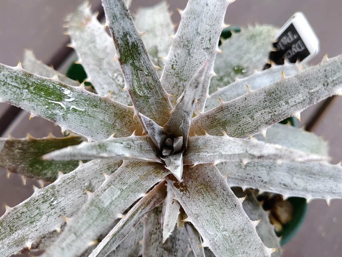 【即決】 'Dyckia 'Pale Rider' '【送料無料】拍卖