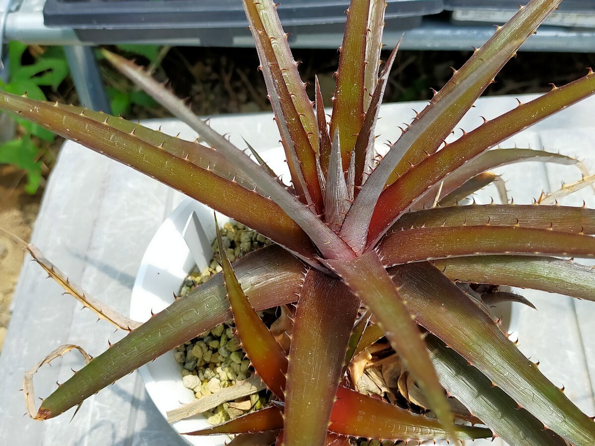 【即決】 'Dyckia leptostachya レプトスタキア '原種【送料無料】拍卖