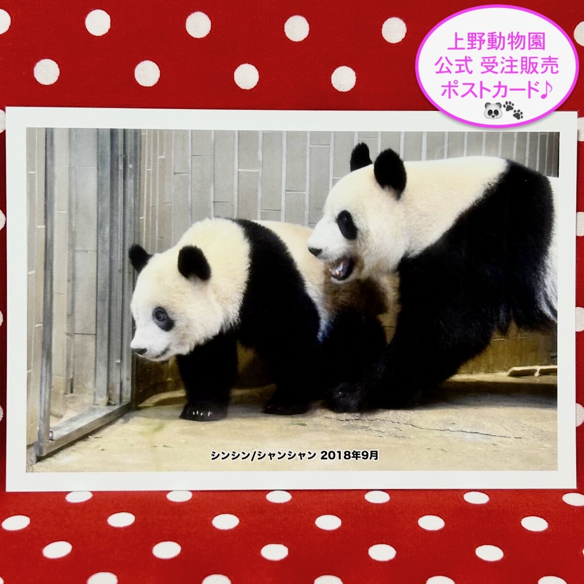 【シンシン 真真 ポストカード】上野動物園 公式オンラインショップ 受注販売品 ② ジャイアントパンダ リーリー 力力 シャンシャン 香香拍卖