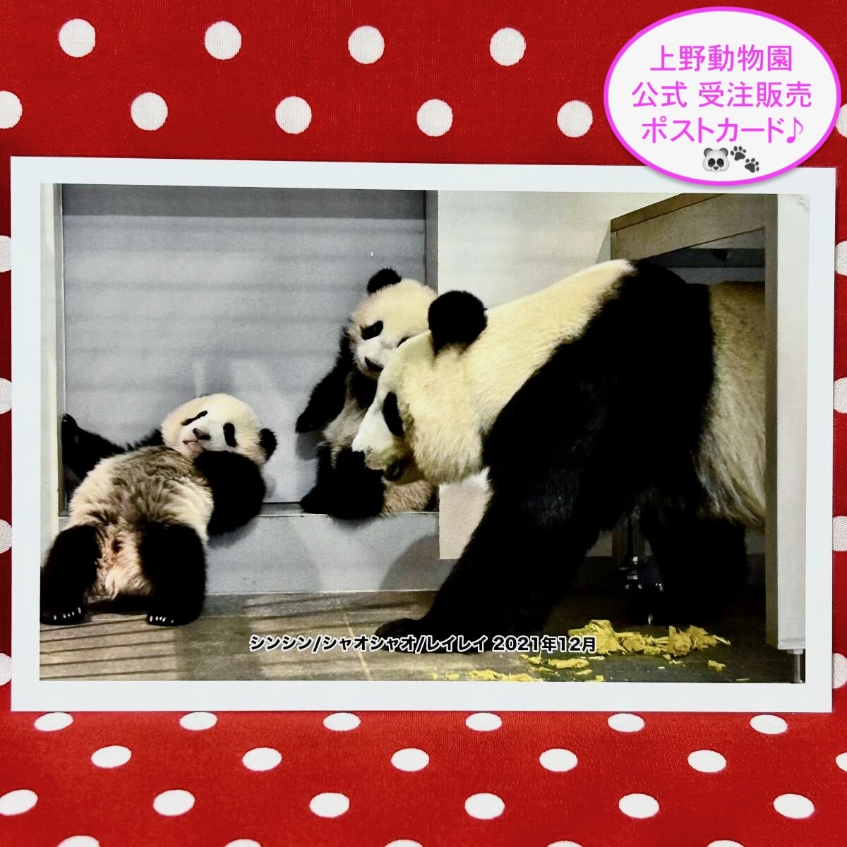【シンシン 真真 ポストカード】上野動物園 公式オンラインショップ 受注販売品 ⑧ パンダ リーリー シャンシャン シャオシャオ レイレイ拍卖
