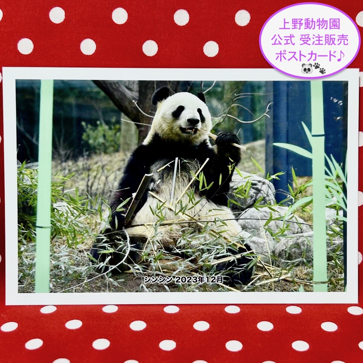 【シンシン 真真 ポストカード】上野動物園 公式オンラインショップ 受注販売品 ⑥ ジャイアントパンダ リーリー 力力 シャンシャン 香香拍卖