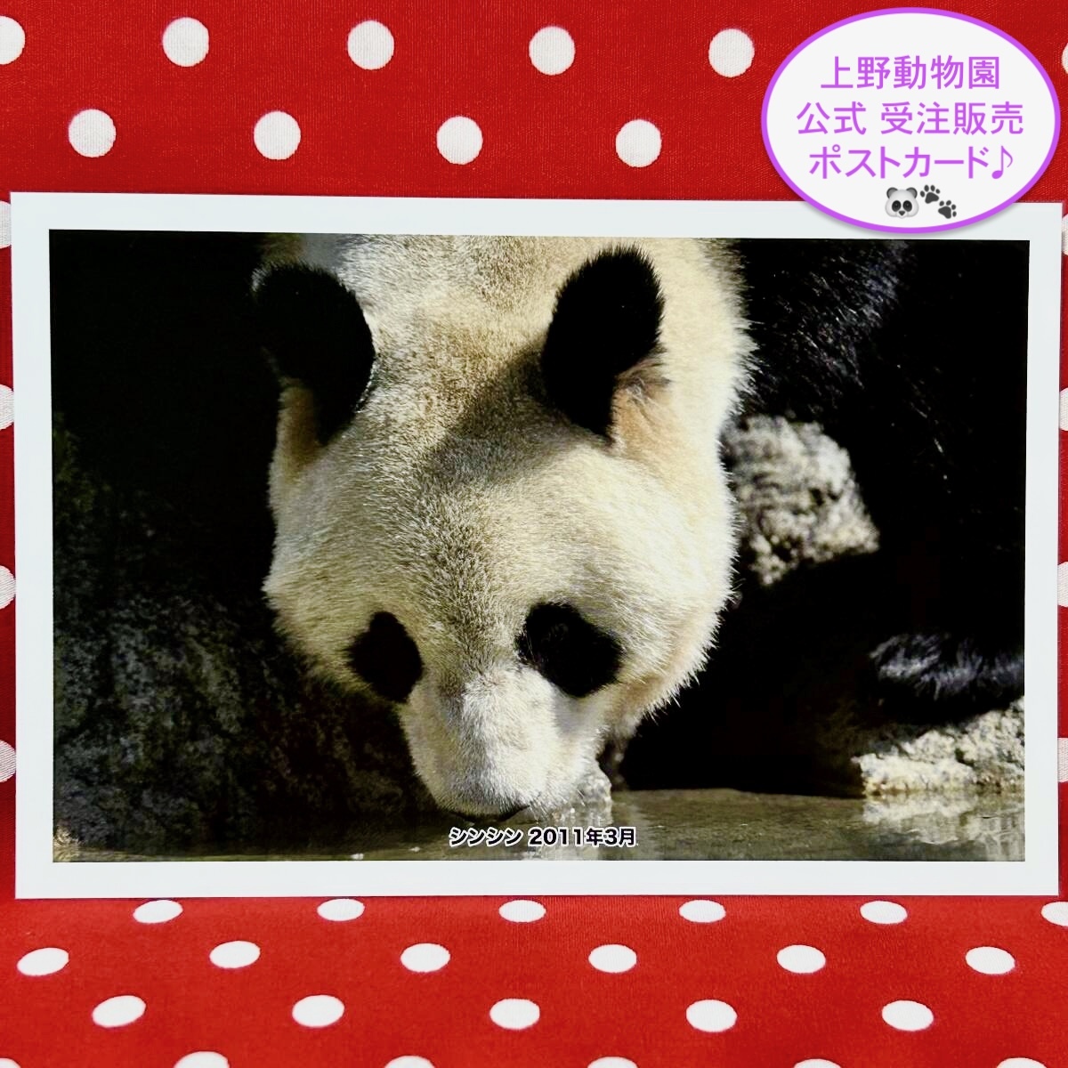 【シンシン 真真 ポストカード】上野動物園 公式オンラインショップ 受注販売品 ④ ジャイアントパンダ リーリー 力力 シャンシャン 香香拍卖