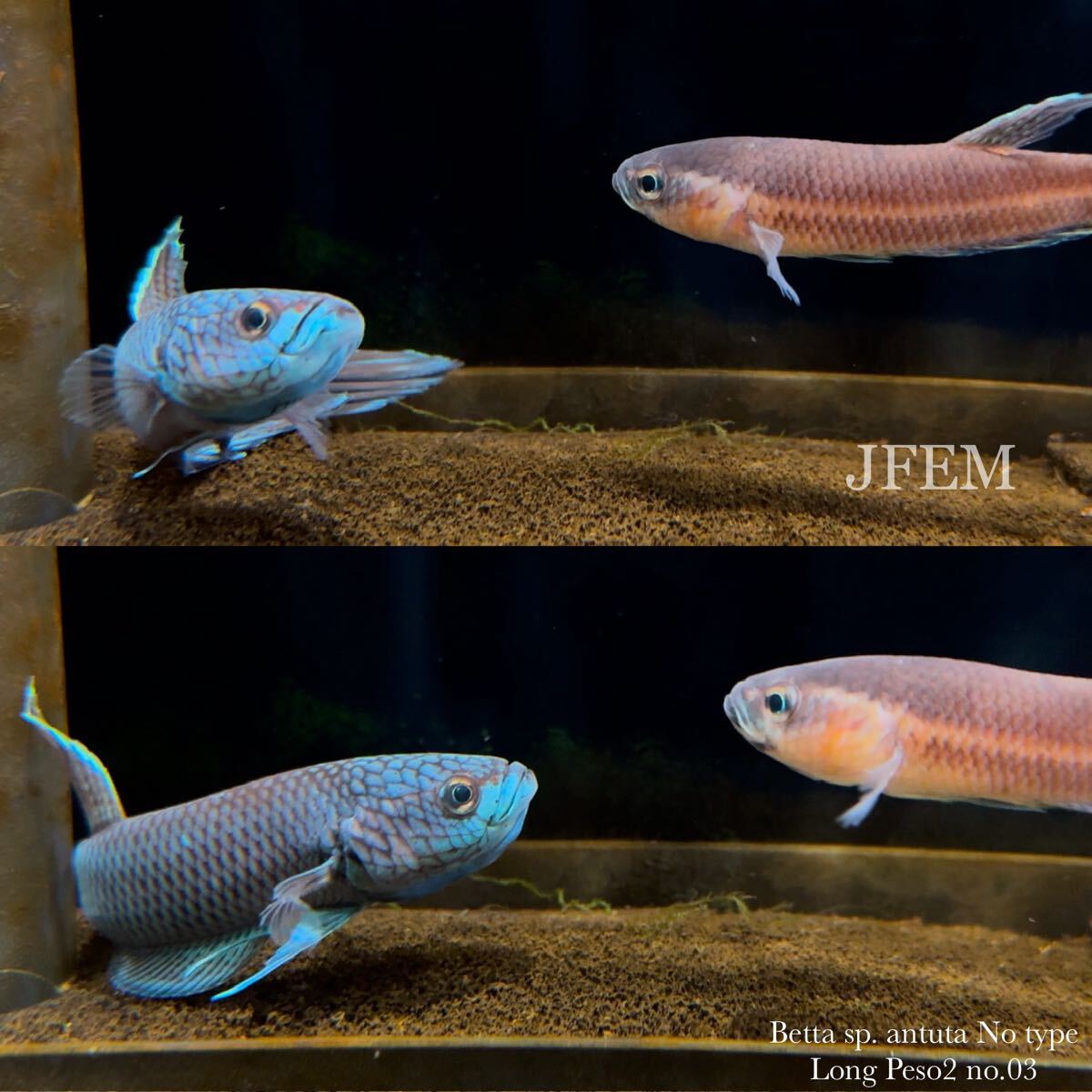 ベタsp.アントゥタ ノータイプ “ロンペソ2” Betta sp. antuta No type “Long Peso2” no.03/ ジェフェム JFEM拍卖