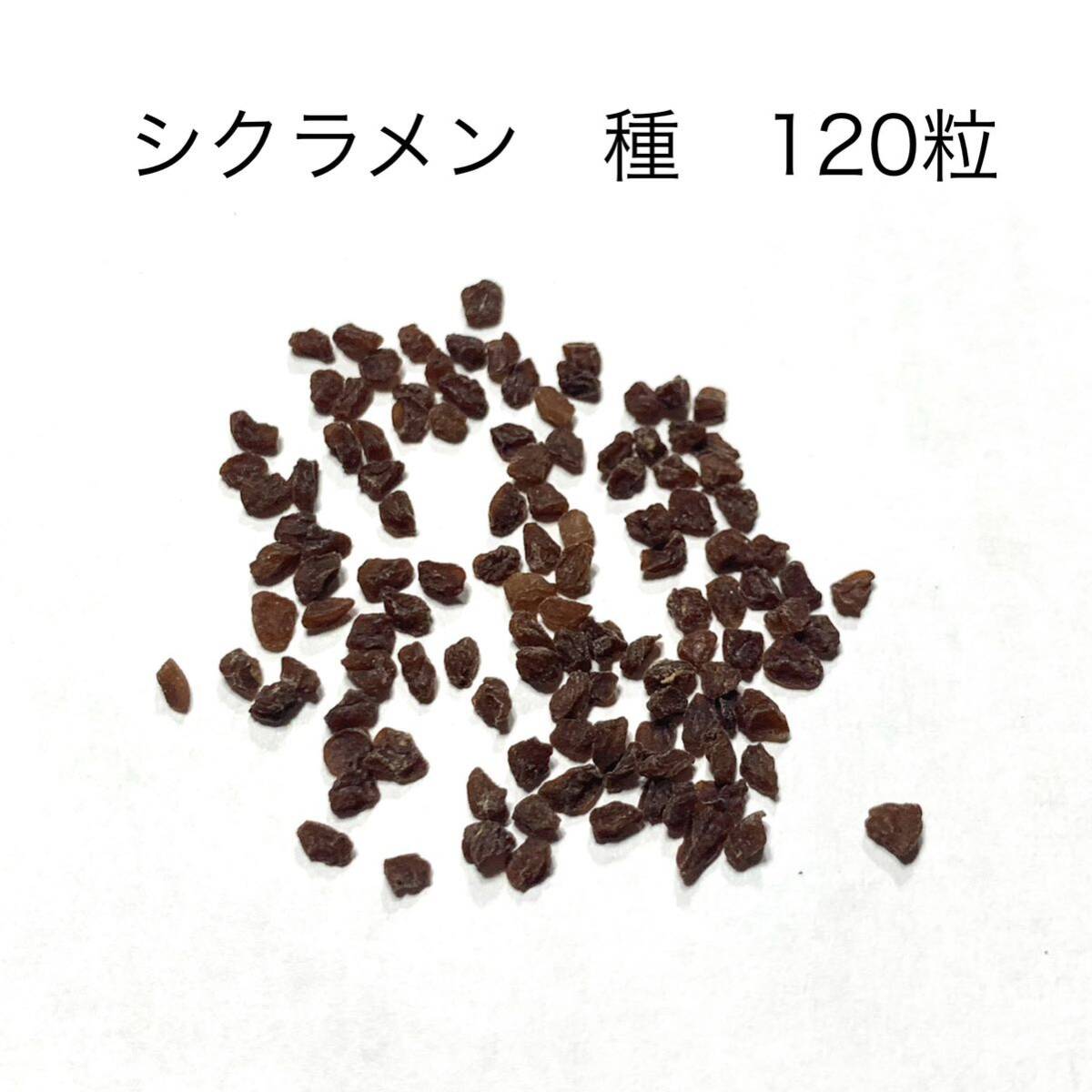 匿名配送 シクラメン 種 花 園芸 ガーデニング 120粒拍卖