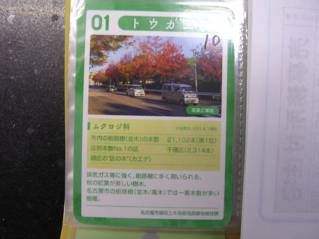 ■なごやの街路樹コレクションカード■ トウカエデ ■ダム・マンホール(#10拍卖