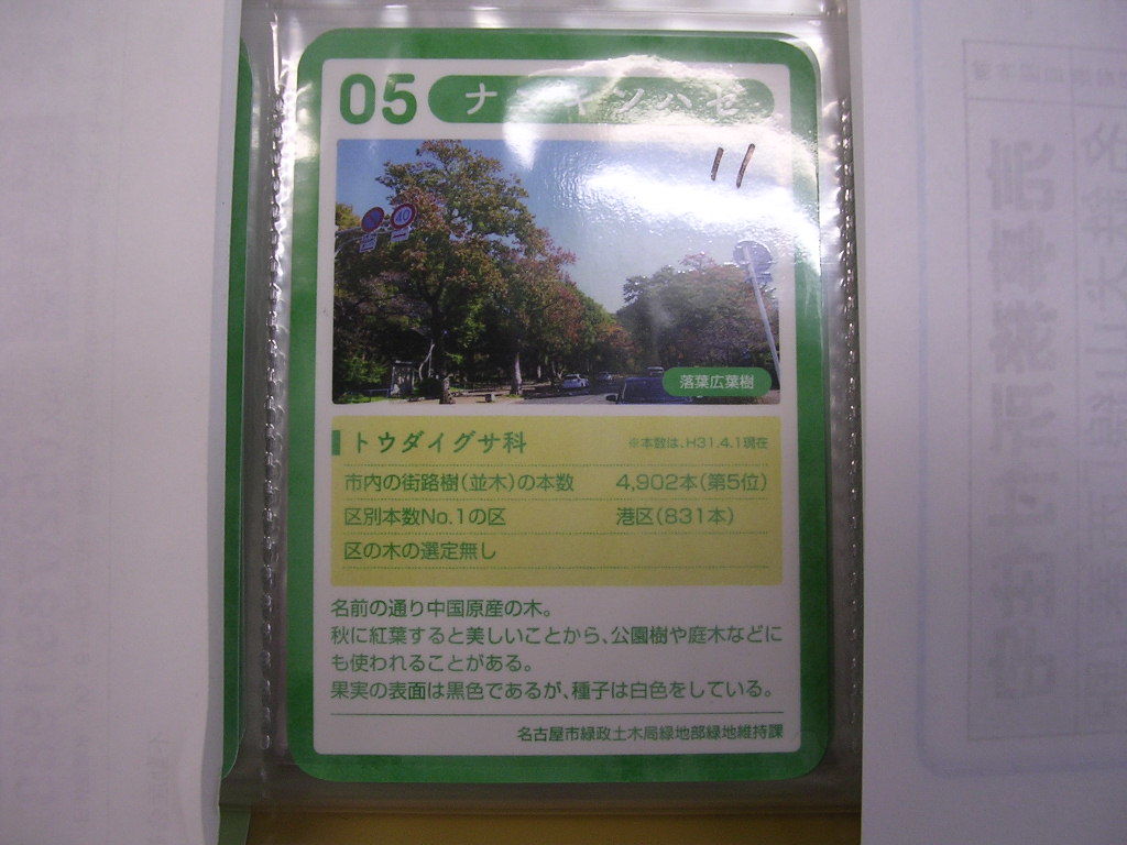 ■なごやの街路樹コレクションカード■ ナンキンハゼ ■ダム・マンホール(#11拍卖