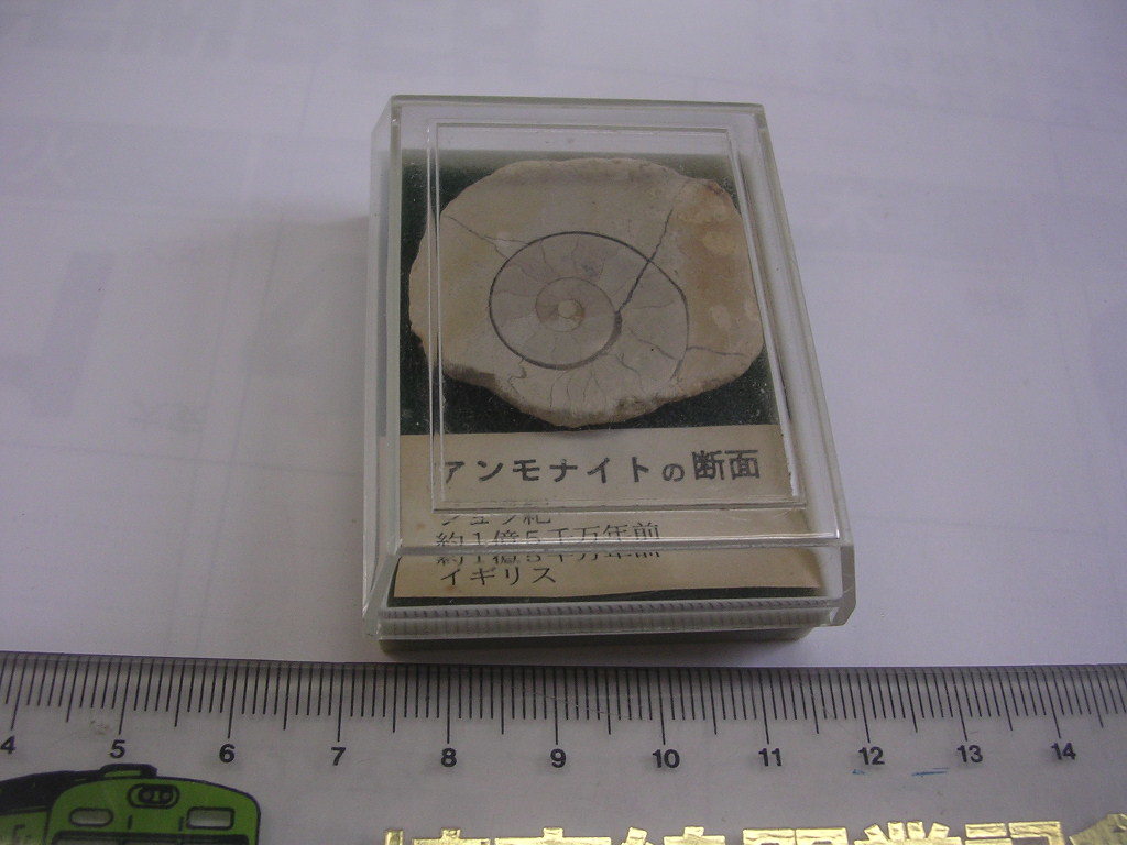 記念 ■ アンモナイトの断面 ■/#1748拍卖