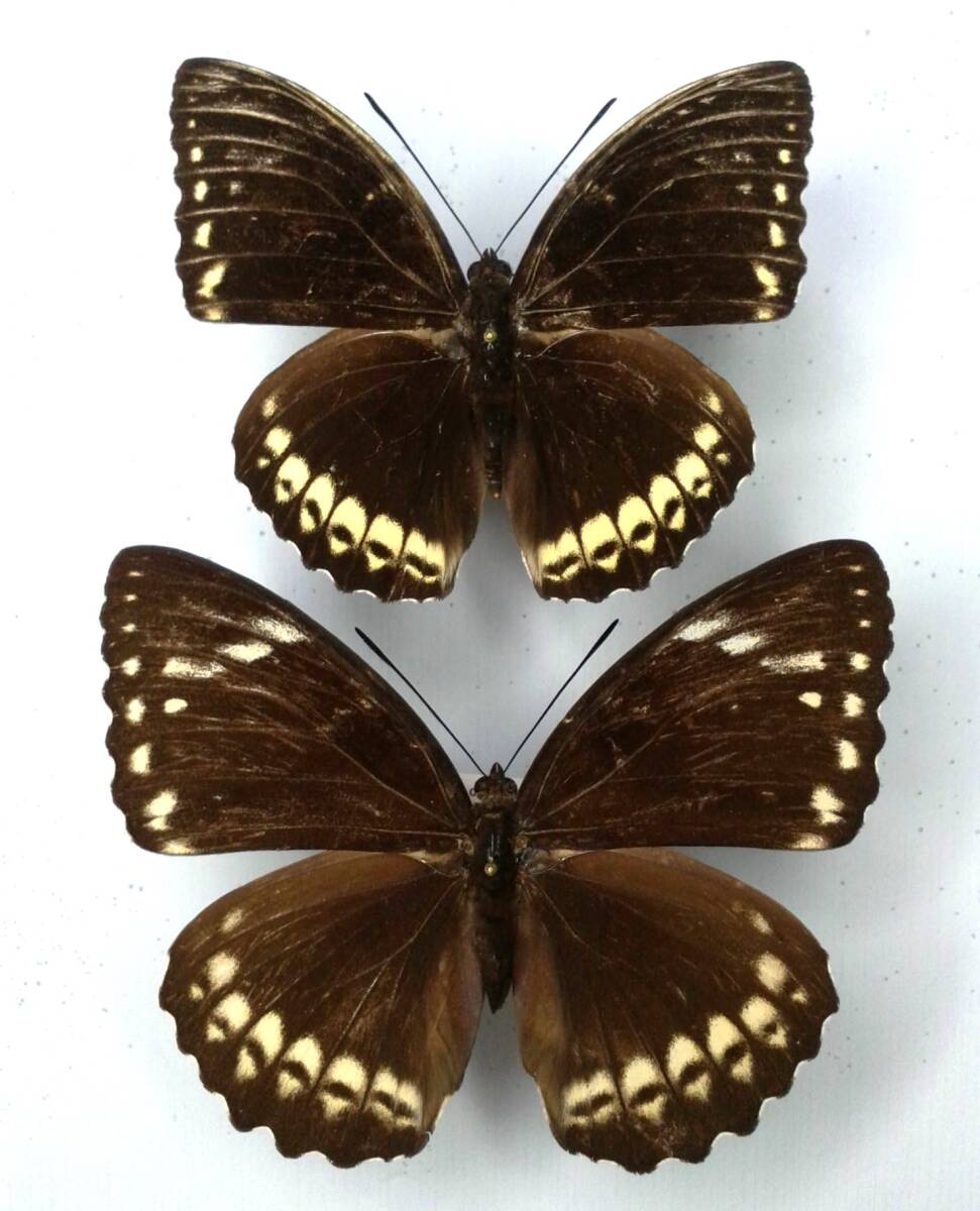 蝶 標本 ダマリスオオイナズマ galoa ♂♀ Mindoro Is.拍卖